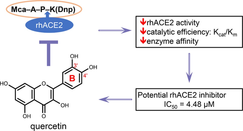 Quercetin and Its Metabolites Inhibit Recombinant Human Angiotensin-Converting Enzyme 2 (ACE2) Activity