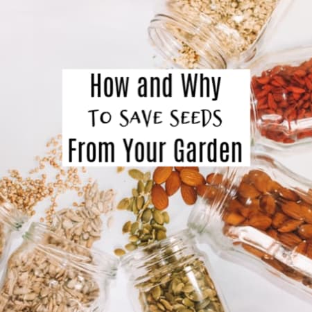 Why And How To Save Seeds From Your Garden