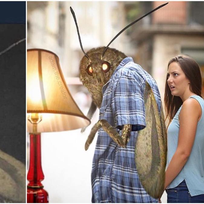Moth Memes Are Here to Numb the Pain of Existence