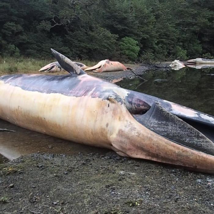 Time-lapse shows how 337 dead whales can reshape a landscape