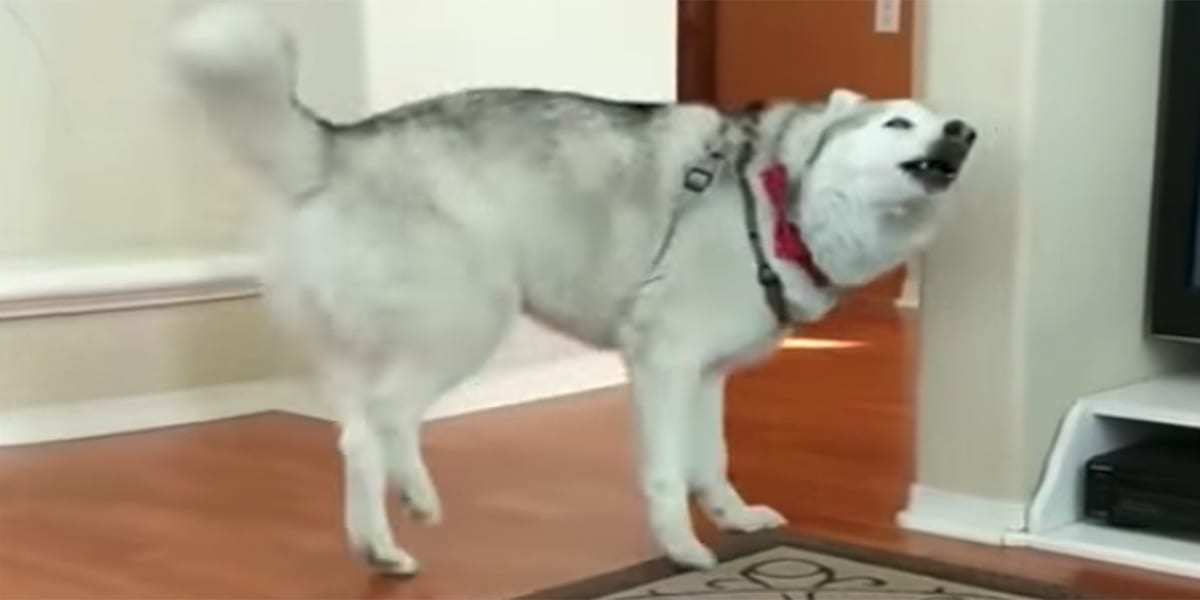 Husky Walks Into Room And Throws A Tantrum For No Reason At All