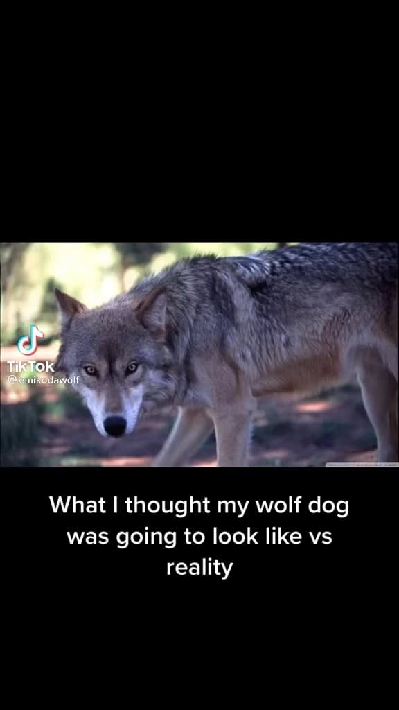 Wolf dog expectations vs reality