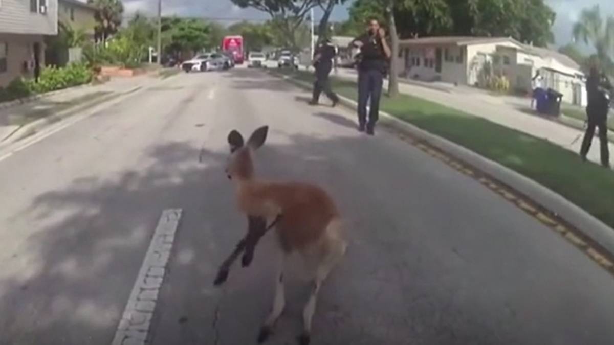 Body-Cam Footage Shows US Police Chasing And Capturing Escapee Kangaroo