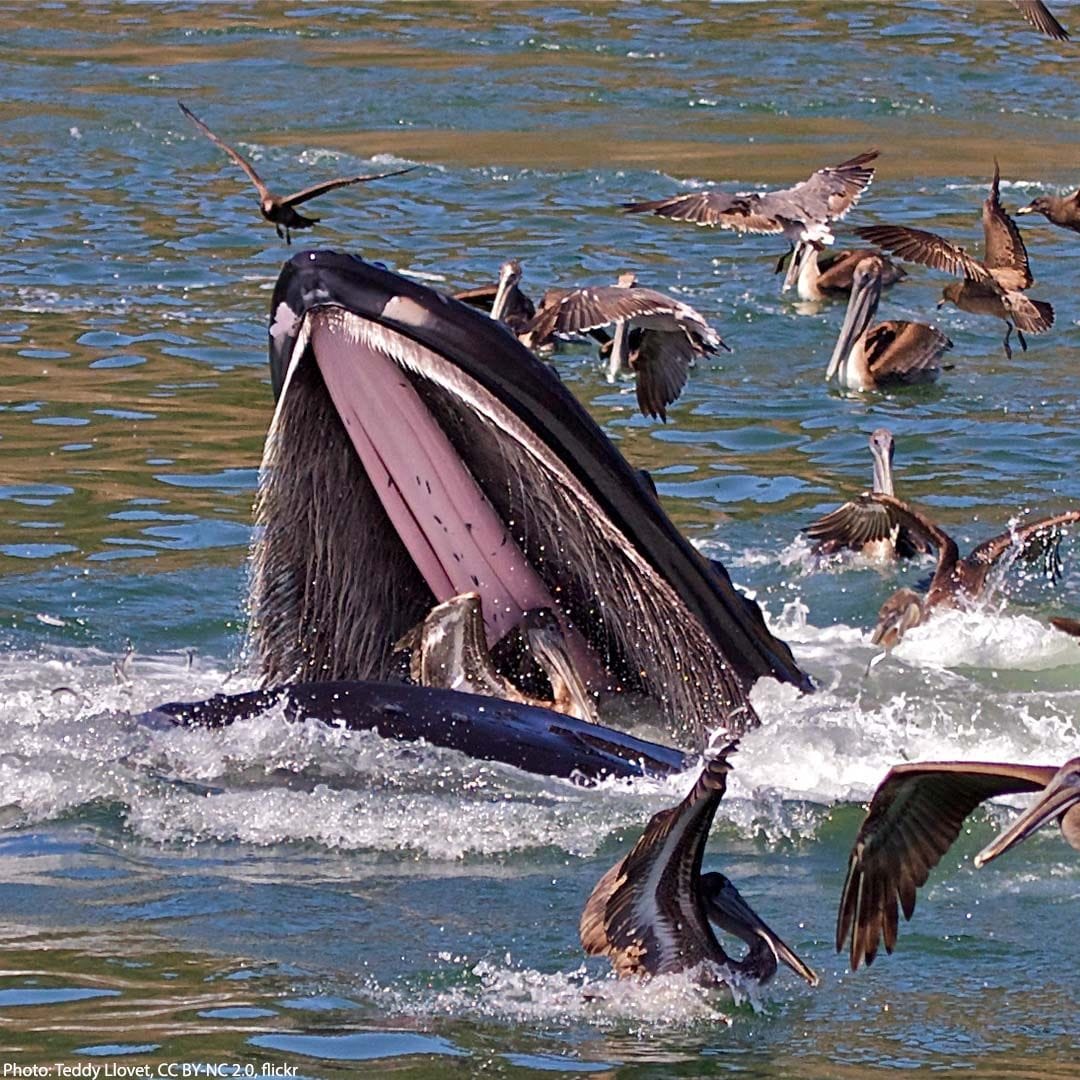 Instead of teeth, some whales have baleen—a hard, fringed material that ...