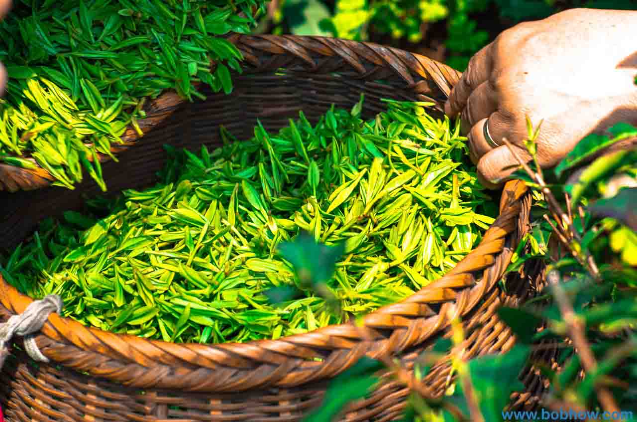 The Best Guide to Green Tea Health benefits -2019