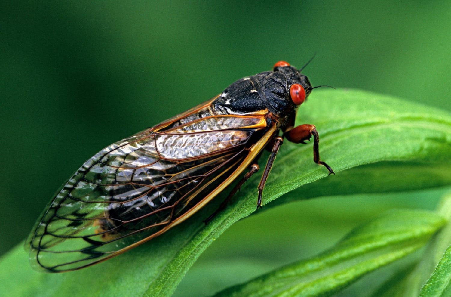 Cicadas Are Delightful Weirdos You Should Learn to Love
