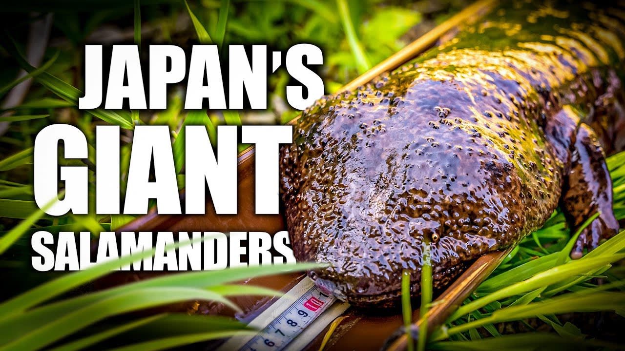 The Giants of Daisen | Japanese Giant Salamander Documentary (2022) - The Japanese Salamander is one of Japan's most unique and elusive creatures, in the shadow of Mt Daisen, one of Japans most holy mountains, the locals of Tottori are fighting to secure the future of this amphibian. [00:22:23]