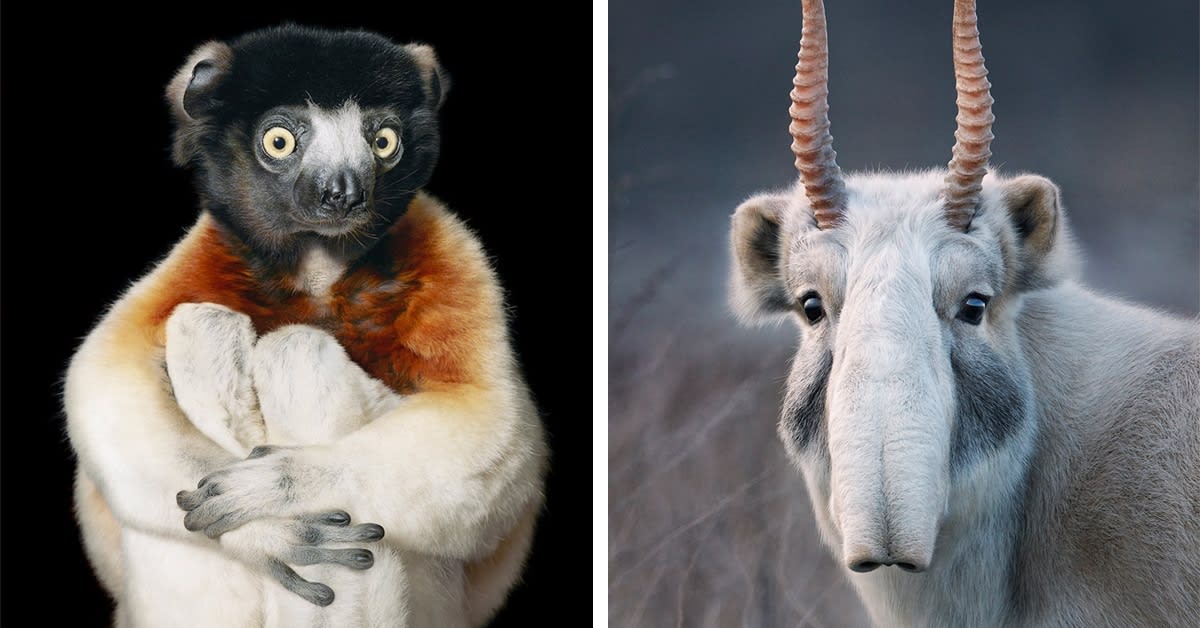 Photographer Spends Years Capturing Poignant Portraits of Animals on the Brink of Extinction
