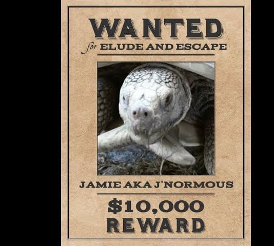 Jamie aka J'Normous the Tortoise escapes his enclosure...
