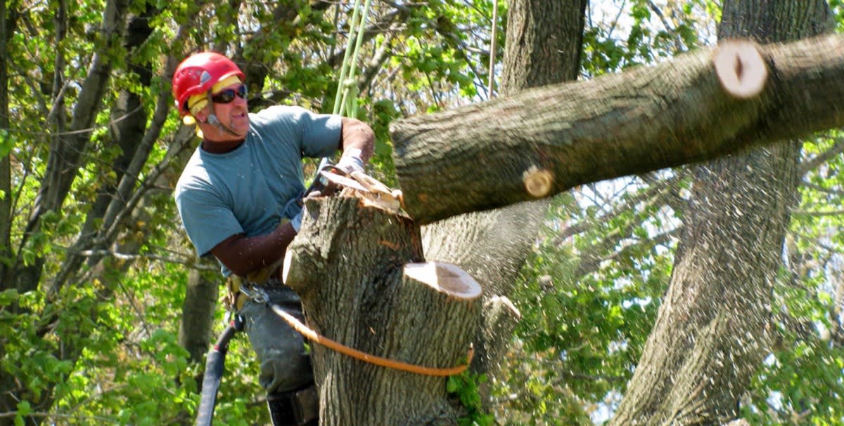 5 Easy Steps to Safe Tree Removal