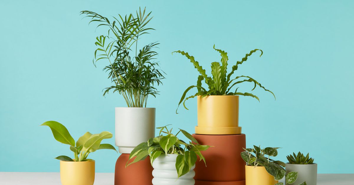 Glorious indoor plants you can buy online now