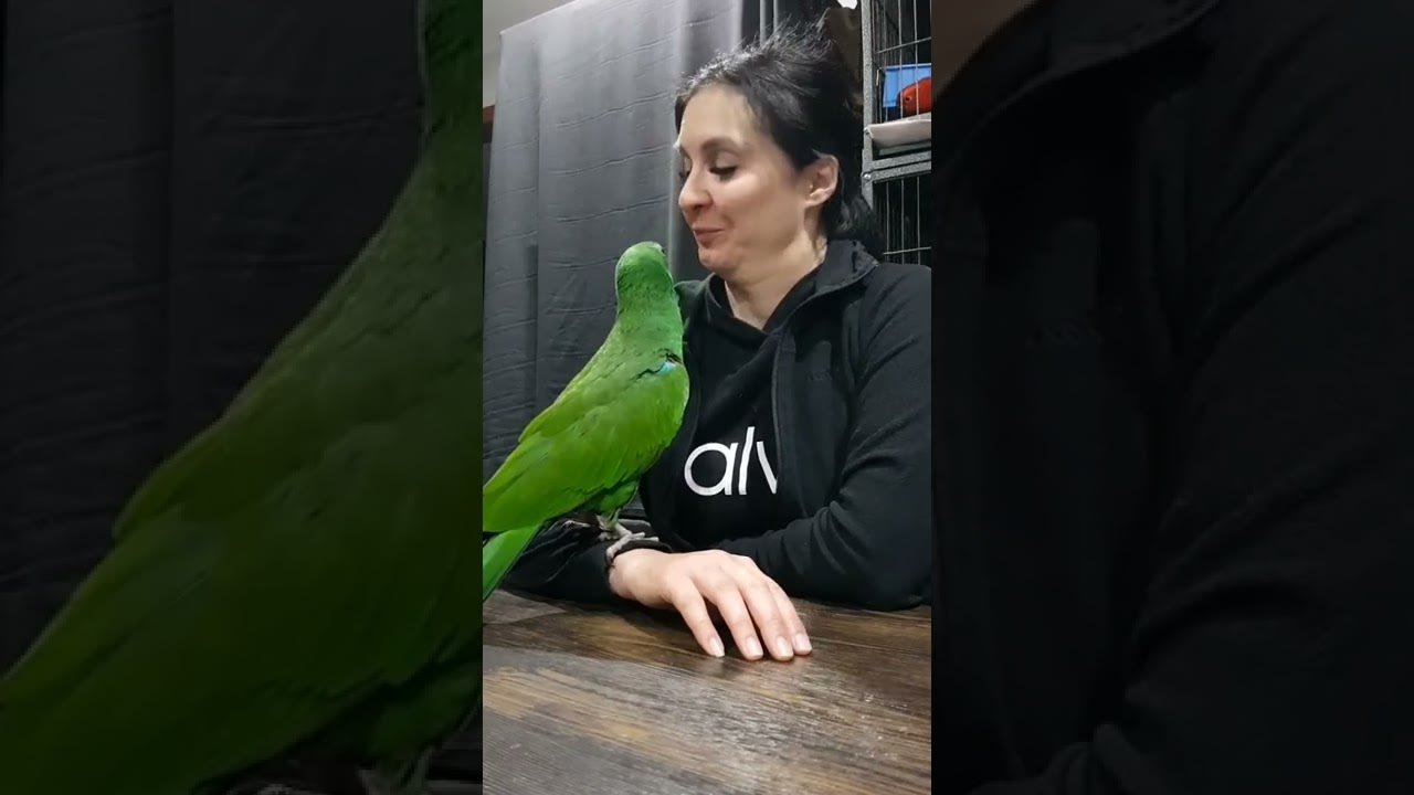 Woman Plays With Her Parrot - 1321366
