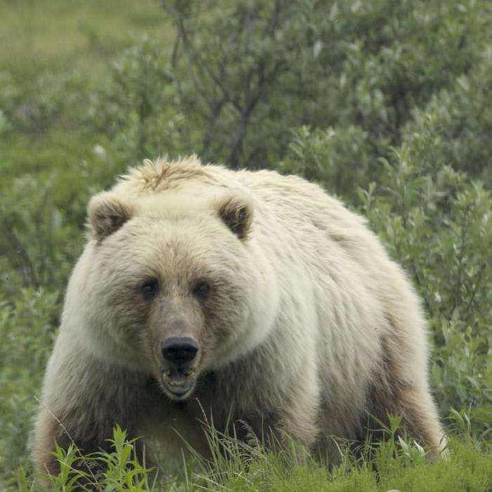 Surviving a Grizzly Attack in Glacier National Park