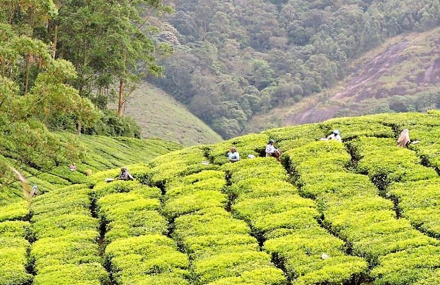 Trip to Kolukkumalai - The Highest Tea Estate in the World - Backpack & Explore