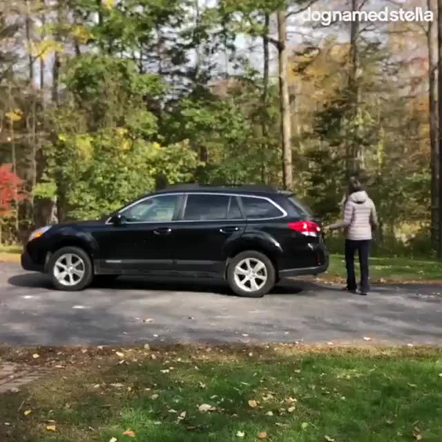 Doggo crashes on heaps of autumn leaves