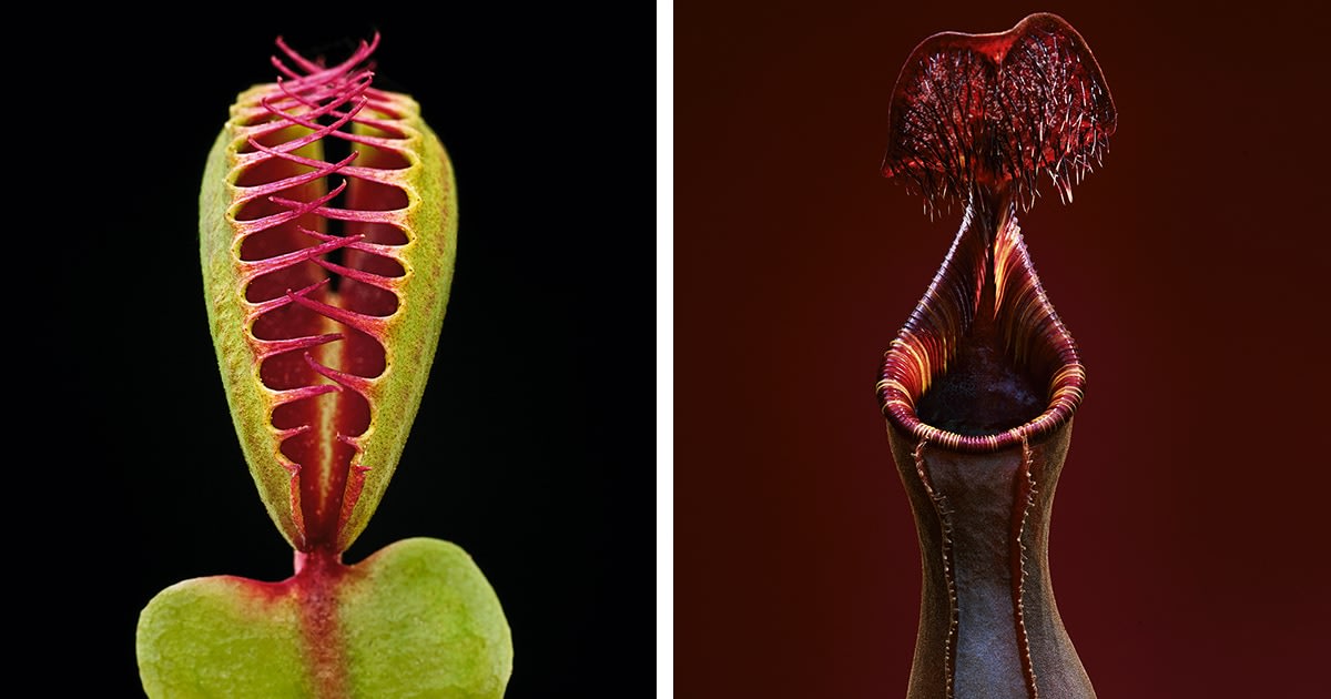 Photographer Captures the Stunning Details of Nature's Carnivorous Plants