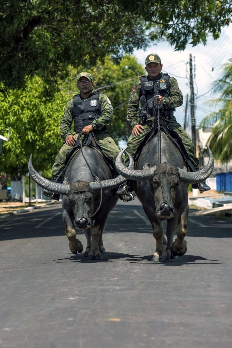 Military police in Soure, Brazil, patrol on water buffaloes instead of horses.