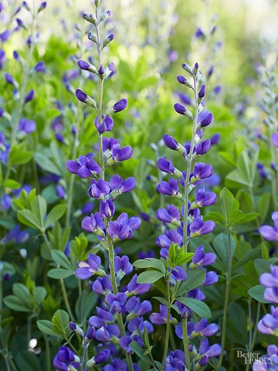 19 Underused Perennials That Will Bring Unexpected Beauty to Your Garden