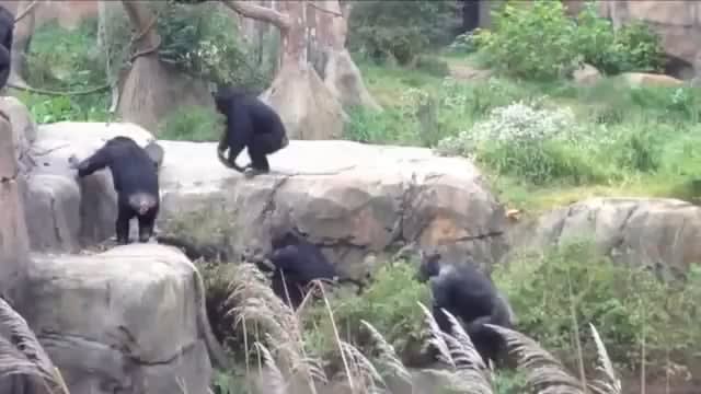 Chimps vs raccoon... captivity edition