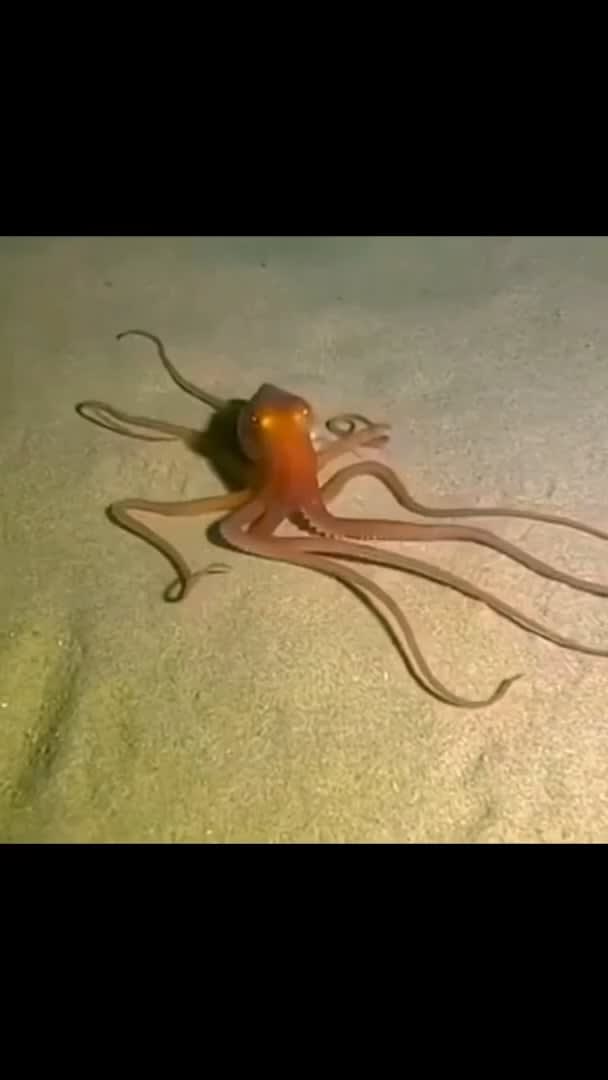 Unlike most octopuses, the southern sand octopus, native to Australian