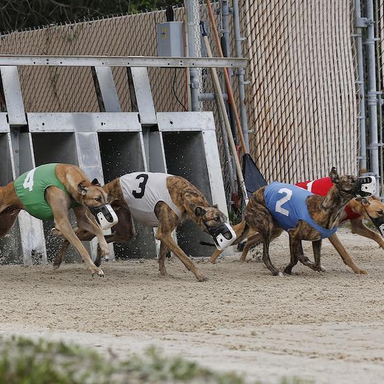 Thousands of dogs will need new homes after Florida votes to ban greyhound racing