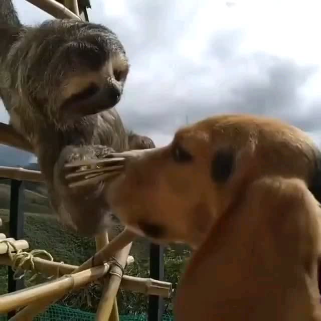 Amazing Friendship with Sloth
