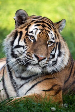 Tiger Close Up - TouCanvas