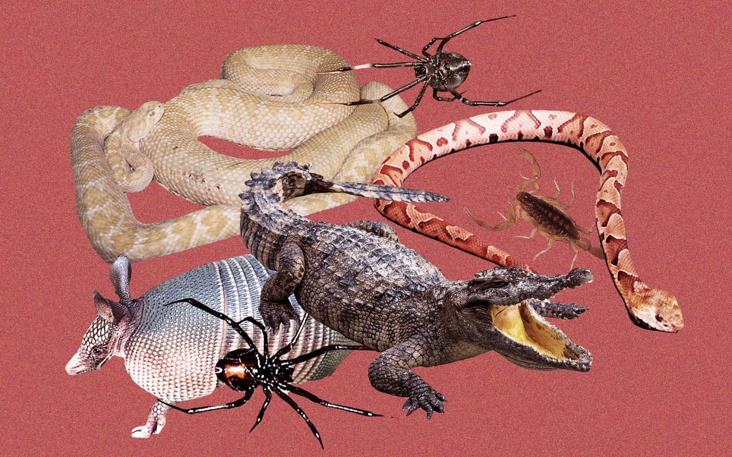 The 12 Most Dangerous Critters in Texas