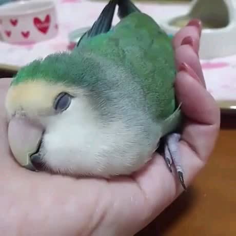 Warm hand to go sleepy time in