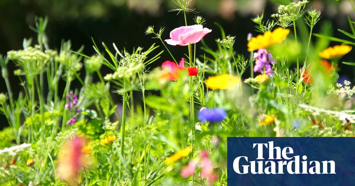 Why you should turn your lawn into a meadow