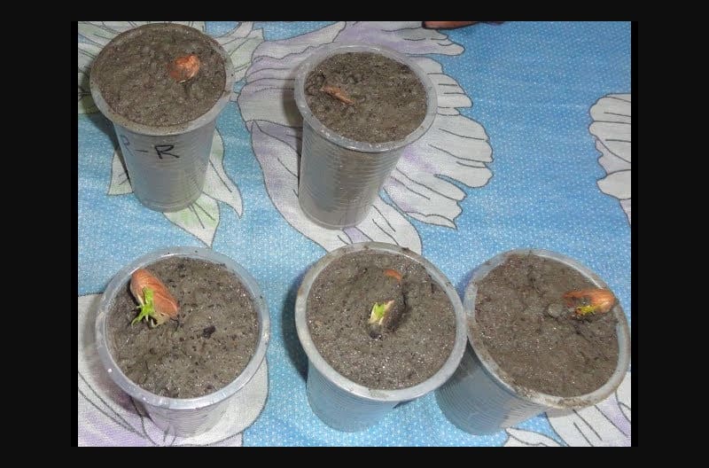 Easy way to growing almond tree from seeds.
