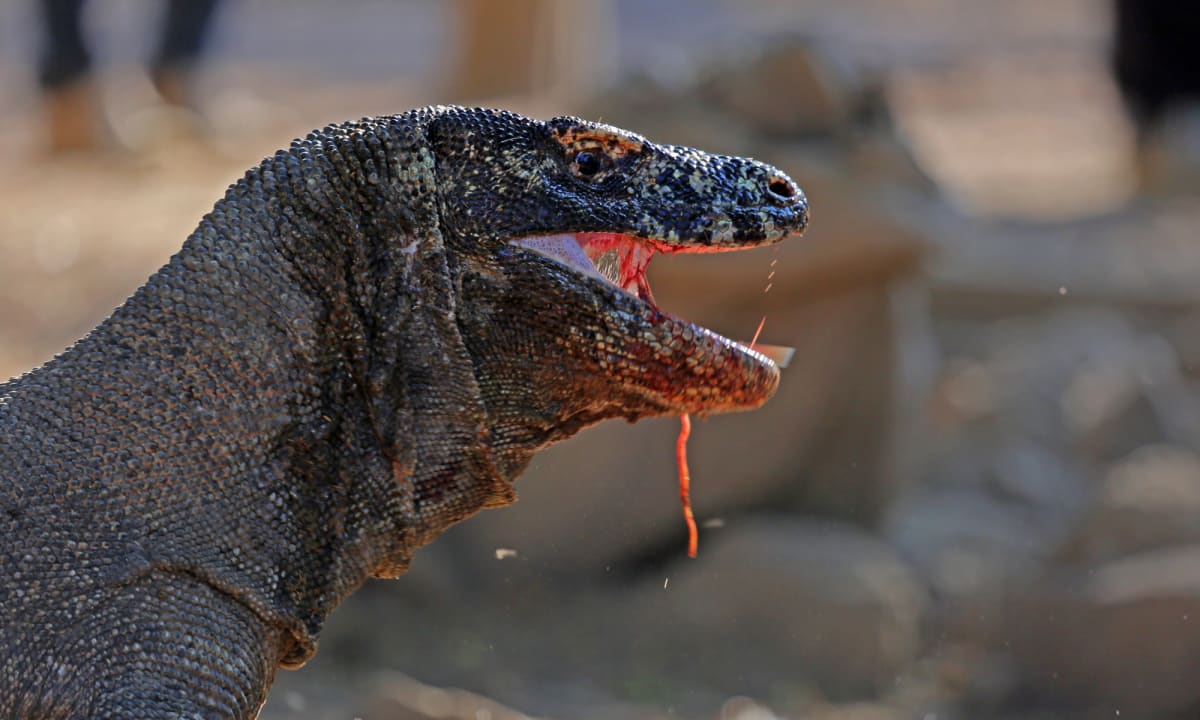 Could the key to fighting antibiotic resistance in humans be found in the blood of the deadly Komodo dragon?
