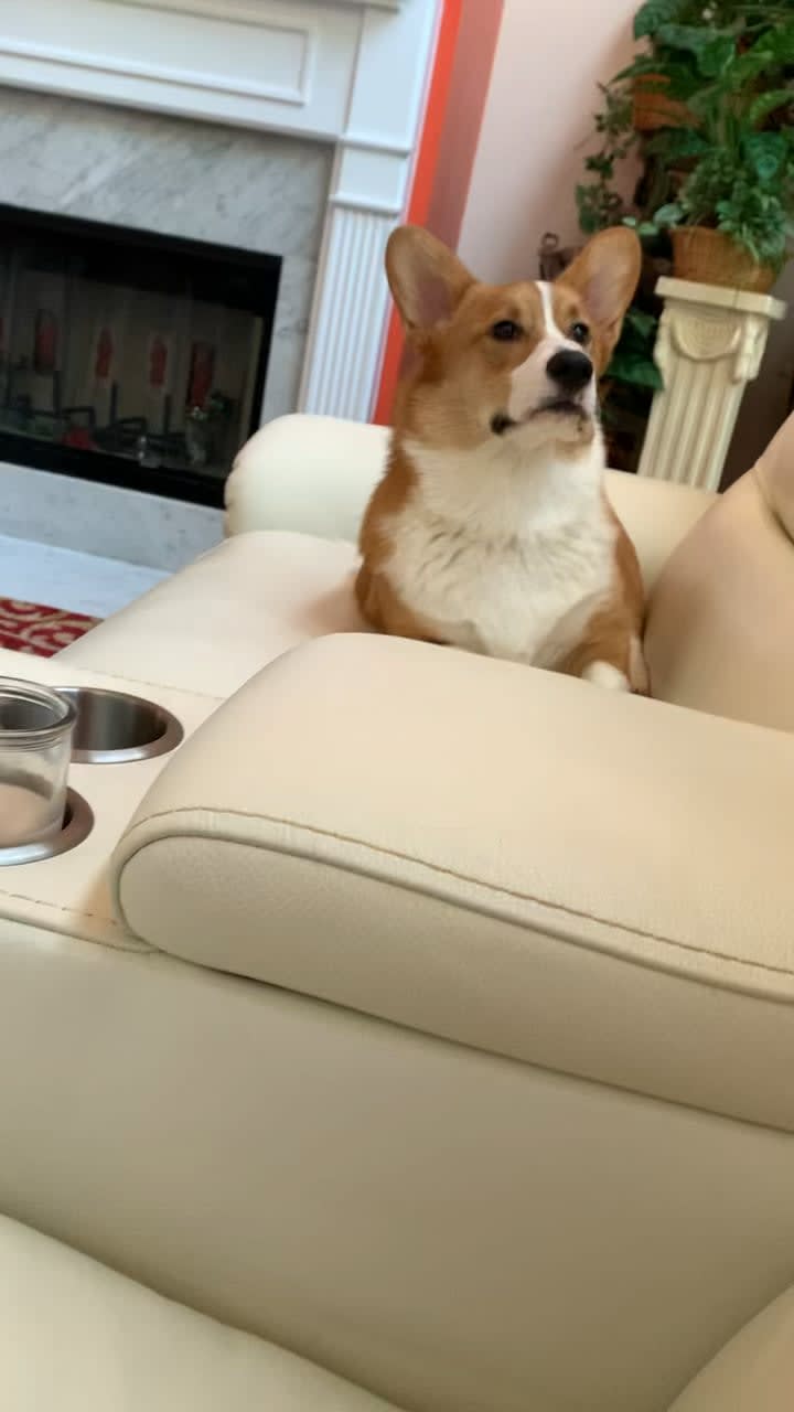 My wife was “too busy” to love our corgi [Sound]