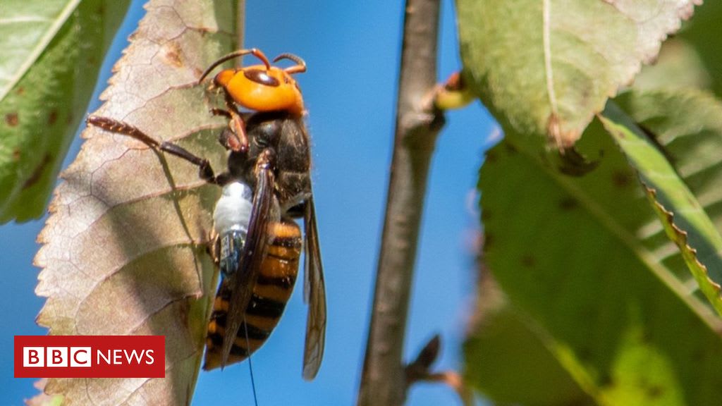 'Murder hornets': More nests likely to be found in US