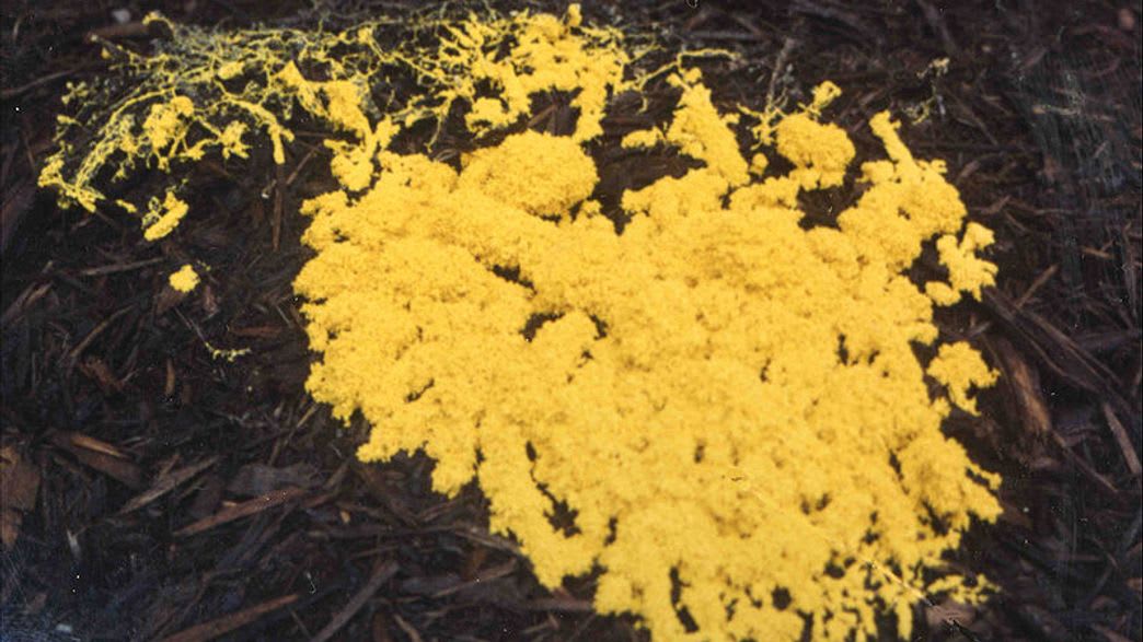 Meet "The Blob", A Brainless Intelligent Slime Mold With 720 Sexes On Display At Paris Zoo