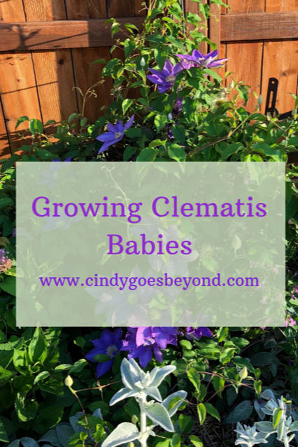 Growing Clematis Babies