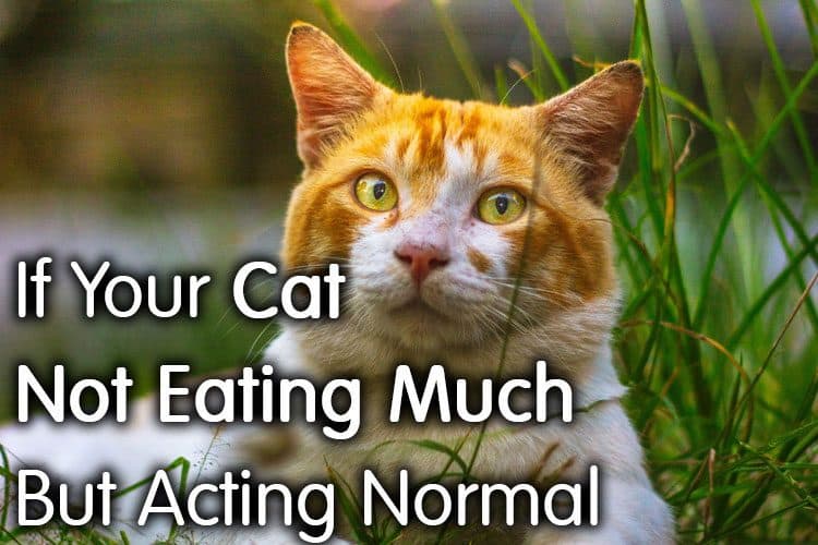 What You Need To Do If Your Cat Not Eating Much But Acting Normal