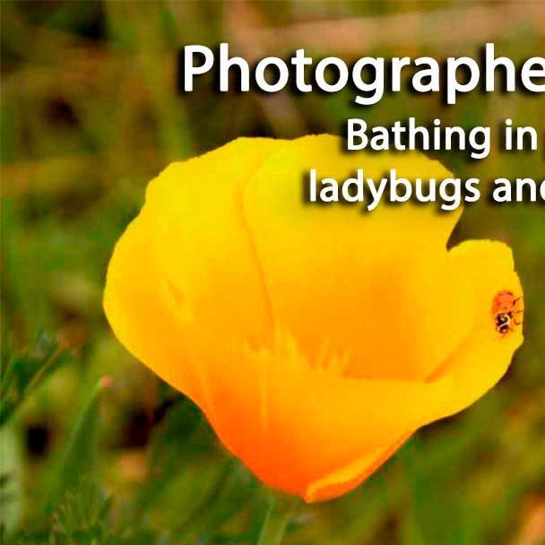Bathing in pollen: Ladybugs and poppies