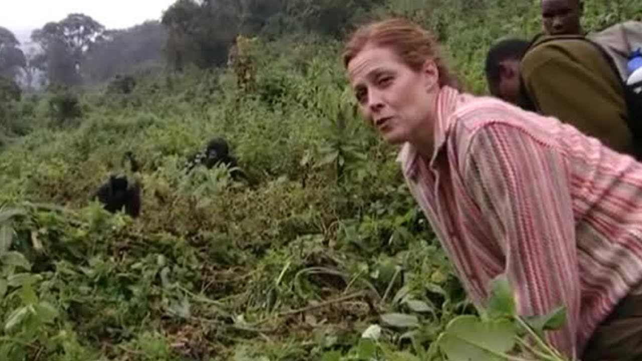 Gorilla Manners | Gorillas Revisited with Sigourney Weaver | BBC Earth