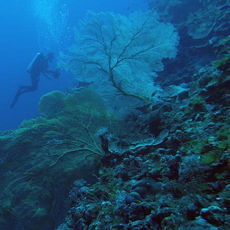 Nearly 200 Great Barrier Reef coral species also live in the deep sea