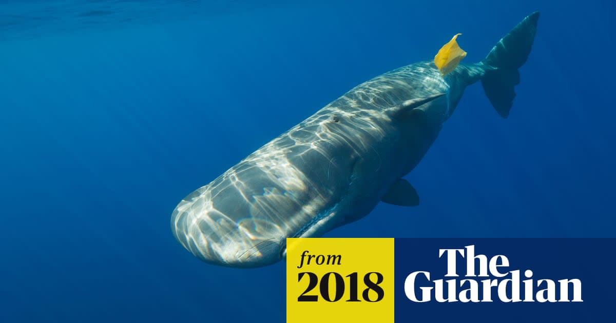 Sighting of sperm whales in Arctic a sign of changing ecosystem, say scientists
