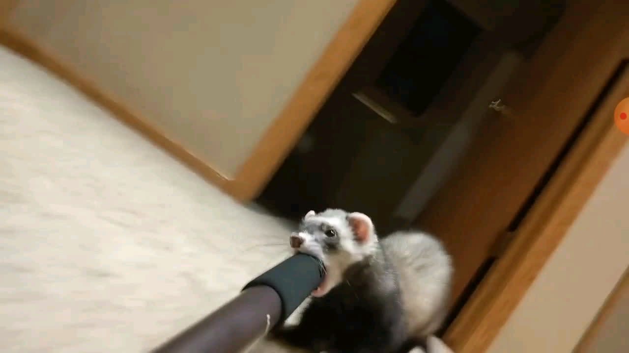 My friend's ferret is obsessed with her selfie stock which culminated in this delightful video.