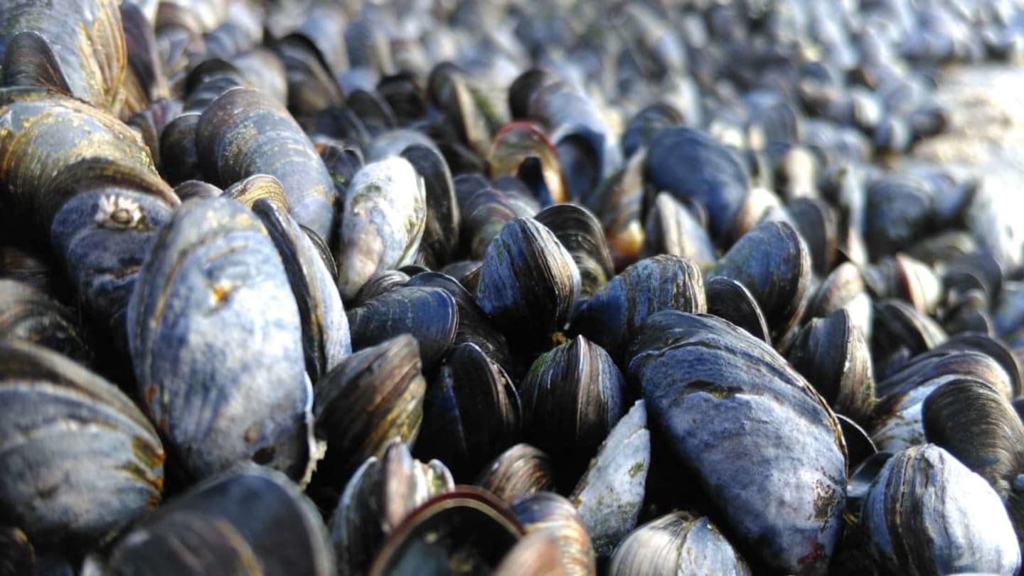 Record Temperatures Are Frying Live Shellfish on Canada's Pacific Coast
