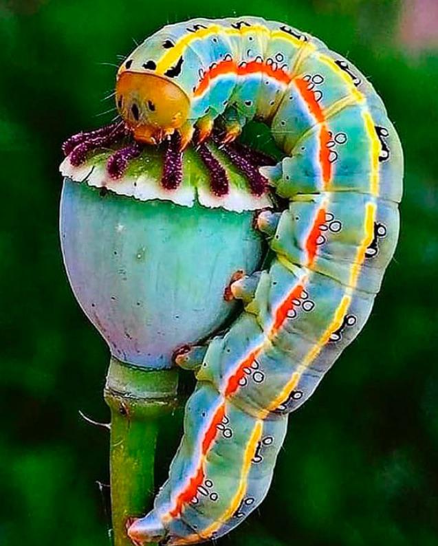 This poisonous caterpillar sucking down a poppy plant.