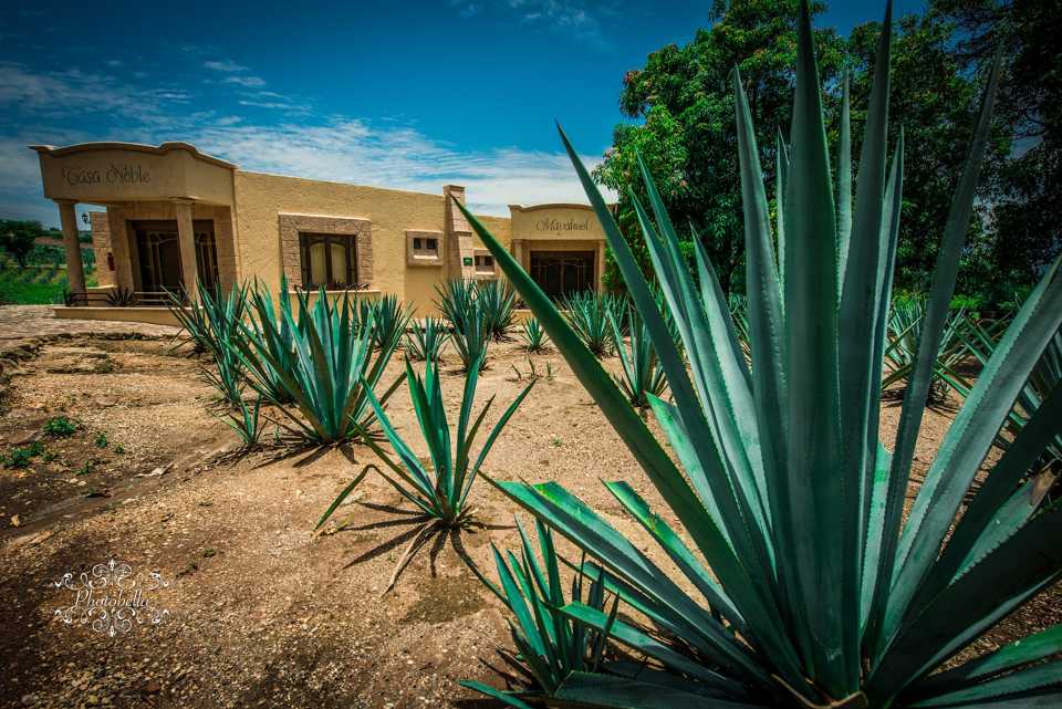 Study reveals great bioenergy potential for Agave plant