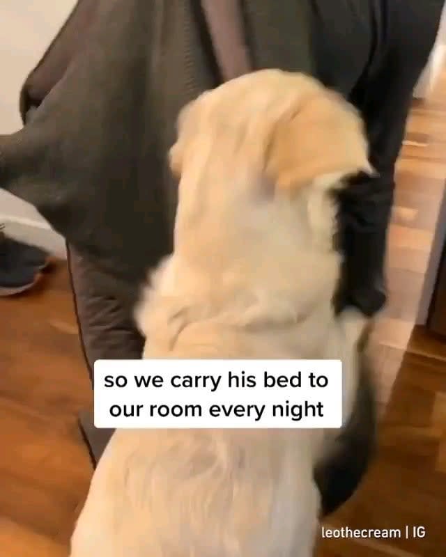 Good boi hates bedtime