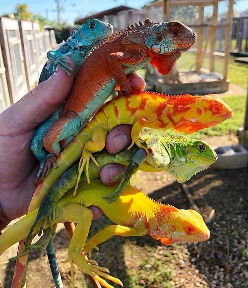 The Color of Iguanas can range from brilliant green to blue-gray to turquoise blue. Dominant Iguanas develop an orange-red coloring as breeding season approaches. The orange color will persist if there are other iguanas present, or even dogs, cats, and people, over whom the iguana feels dominant