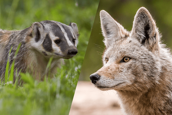 What a Viral Video of a Coyote and Badger Says About Interspecies Duos