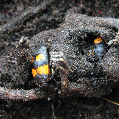 In cadaver caves, baby beetles grow better with parental goo