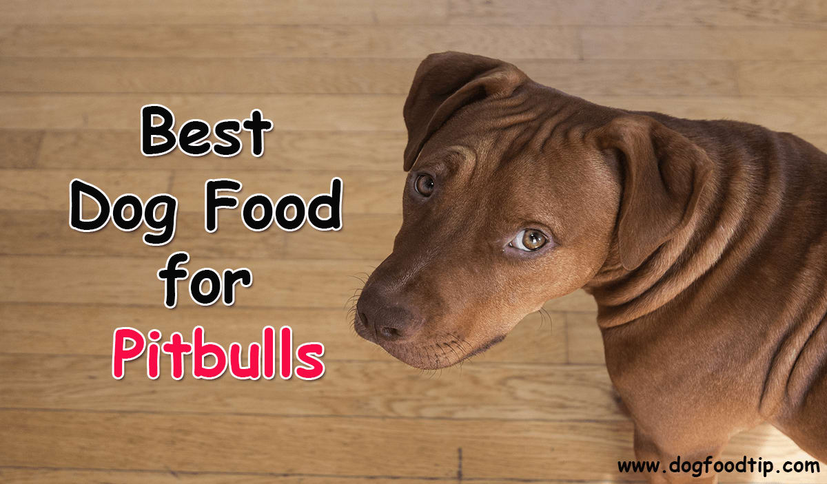 5 The Best Dog Food for Pitbulls - Specific Concerns